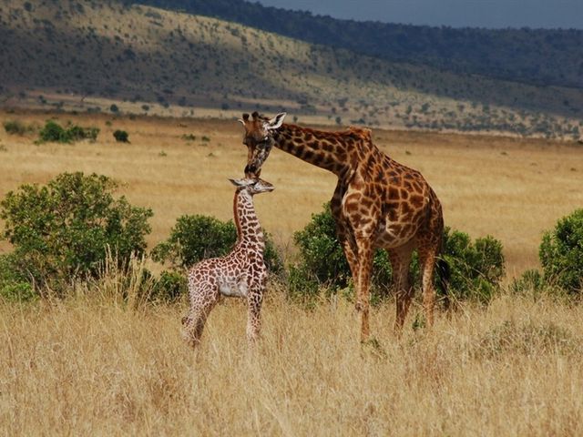 Kenya Safari Turu